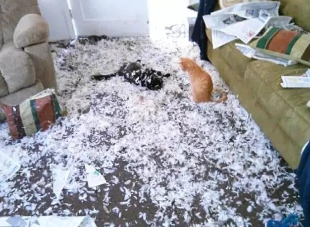 “煮了几天饭后,我在米缸里挖到了猫屎...”