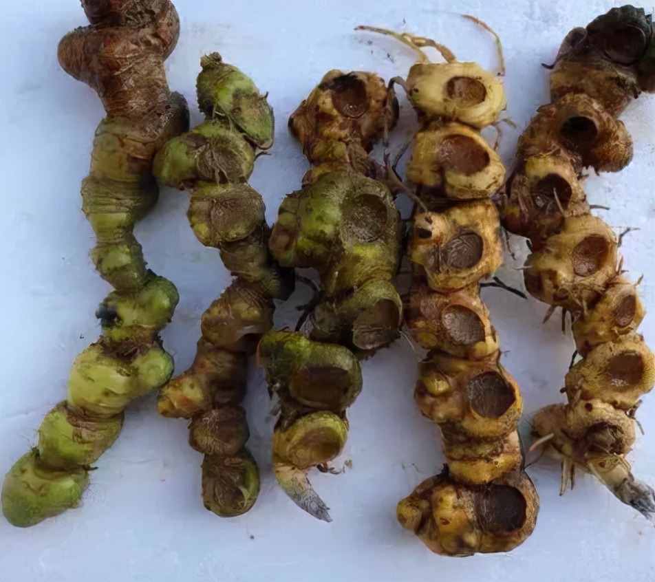 挖野生老虎姜,黄精又名老虎姜也叫仙人余粮