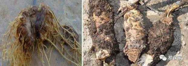 治疗根腐病用什么药,桃树根腐病的治疗方法