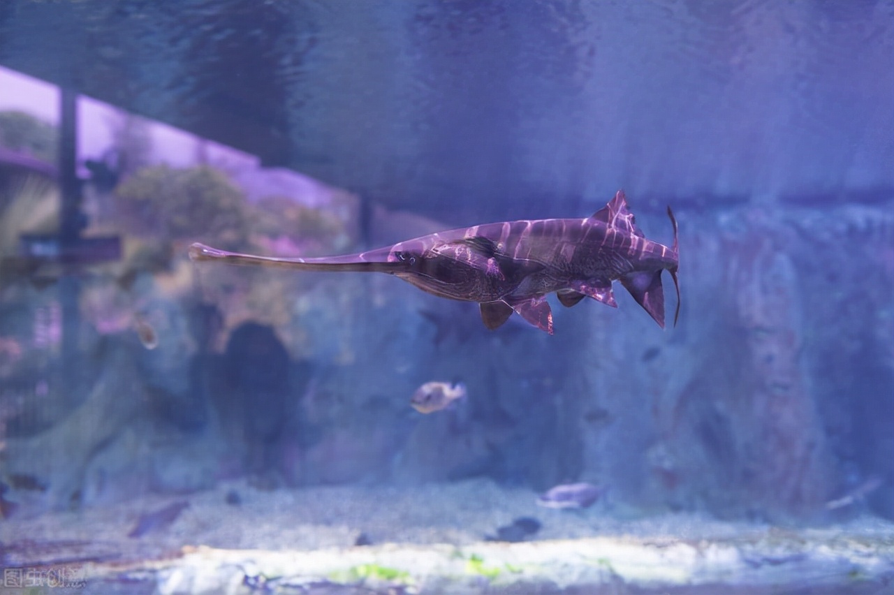 中华鲟最大可以长多少米,三峡最大中华鲟