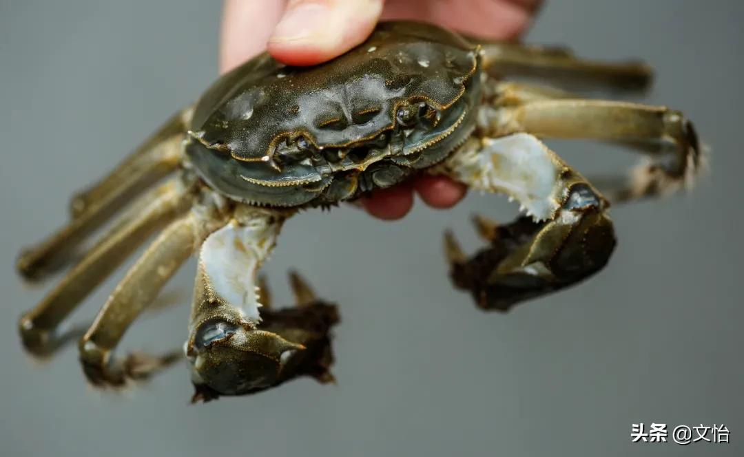 海蟹和河蟹有什么区别哪个鲜,科普河蟹和海蟹的区别