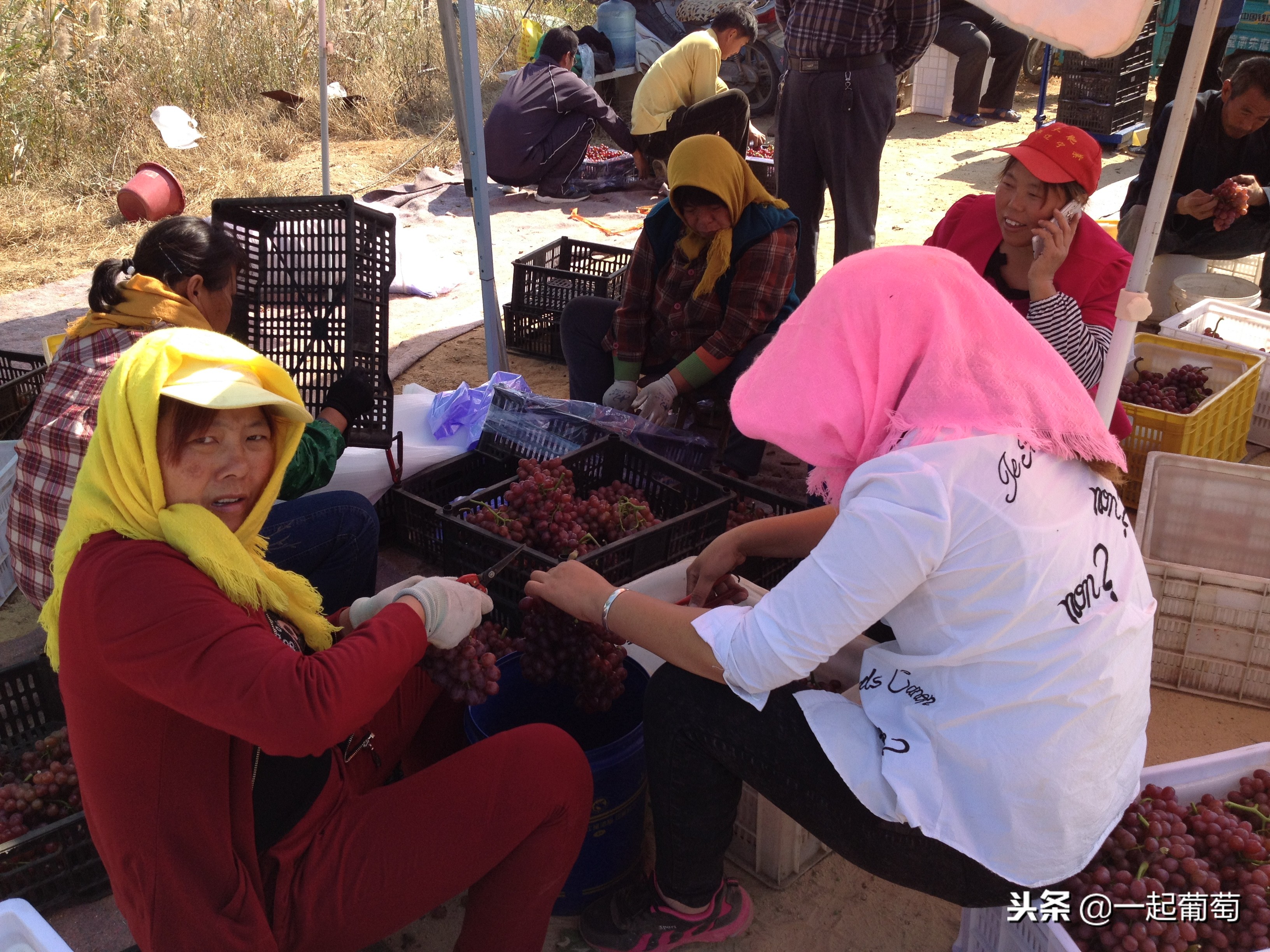 葡萄来历小故事,收葡萄酿酒