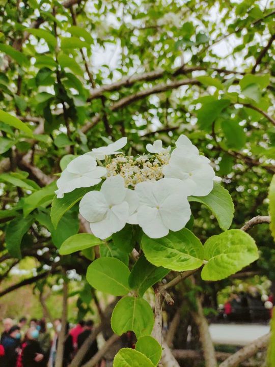 春游扬州瘦西湖,雨天游扬州瘦西湖
