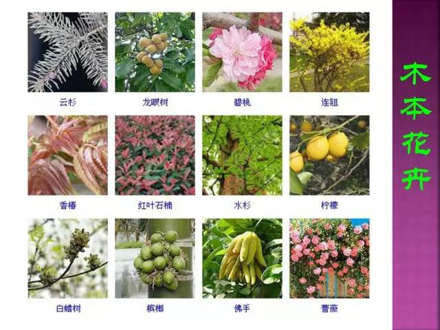 花卉大全500种观叶植物名称,1332种常见花卉植物图谱