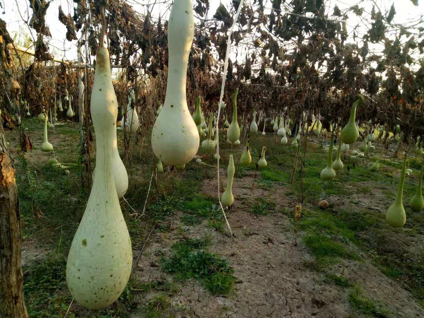 鱼台葫芦王,鱼台葫芦基地