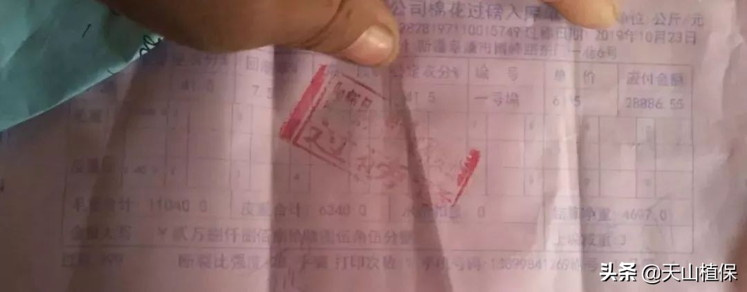 11月25日新疆籽棉收购价格,籽棉收购价格继续回落