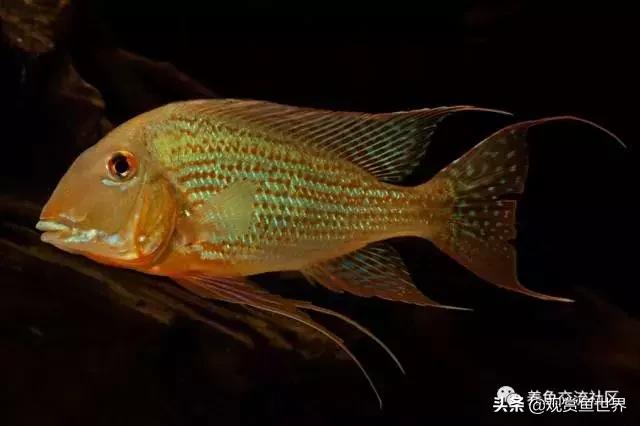 食土鲷一般多大尺寸,食土鲷哪个品种小一点