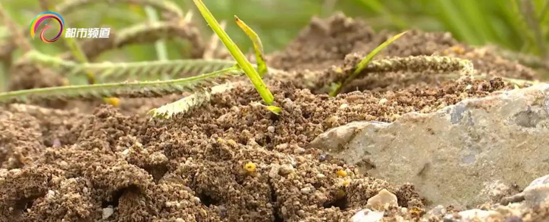 “一旦蚁群吞食诱饵，12个小时后就会出现大面积死亡！”昆明这个社区再次开展红火蚁诱杀工作