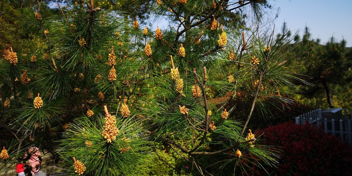 正宗的松花粉有什么特征,松花粉有很多神奇之处