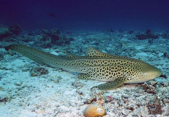 鲨鱼的种类及名称视频,鲨鱼的种类和生活习性
