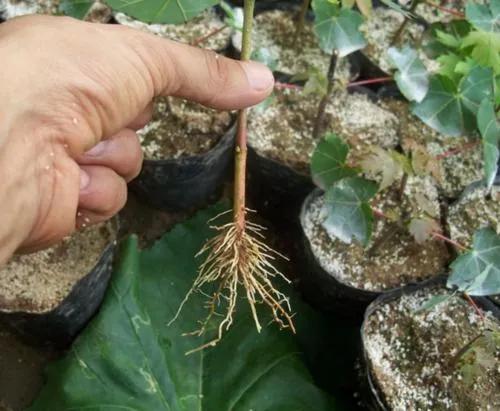 金钱树叶片扦插成活后怎么移栽,苗木扦插成活率高技巧