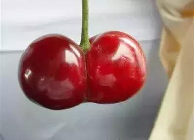 樱桃树一年管理,樱桃树现在管理