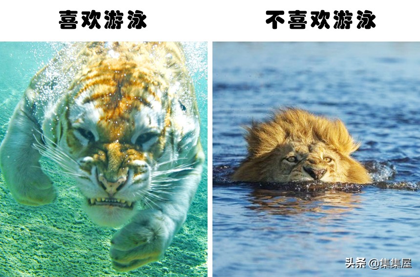 来自动物世界的22个有趣事实,动物世界中有什么有趣的现象