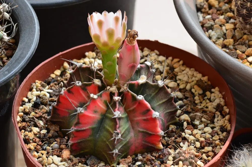 牡丹茎腐病怎么治好的,绯牡丹徒长怎么办