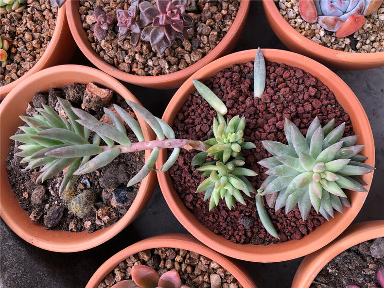 养多肉千佛手，注意三个关键点，长势大好