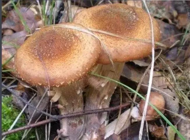 假期过后带特产回家,假期归来有好物