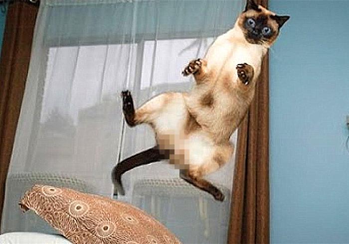 猫咪真的是养不熟的白眼狼么,猫咪老年痴呆