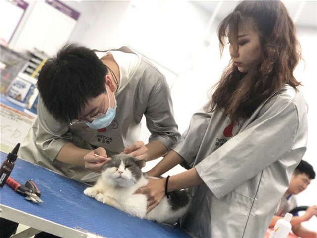 宠物美容培训学费大概多少钱,宠物美容培训机构都学什么