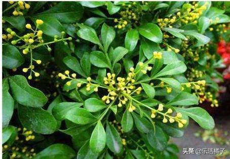 四季开花米兰盆栽,阳台如何盆栽米兰花