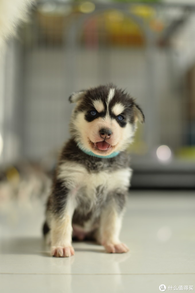 一次创世纪的生活体验—记哈士奇当妈妈