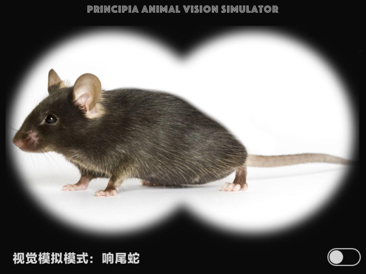 视觉软件exe,视觉模拟器