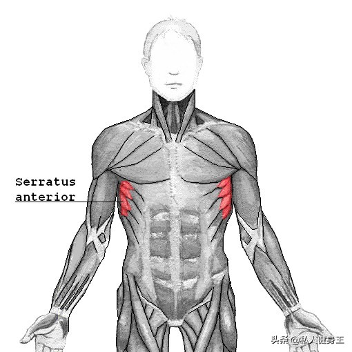 练鲨鱼线最有效果动作,鲨鱼线怎么练最快图解