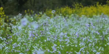 李子柒火起来,网红李子柒爆火的原因