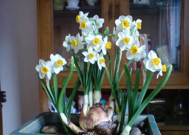 水仙花好养,水仙花真的好养吗