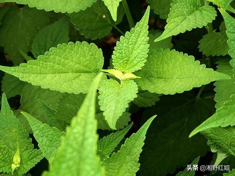 藿香怎样做才好吃,藿香叶做菜法大全