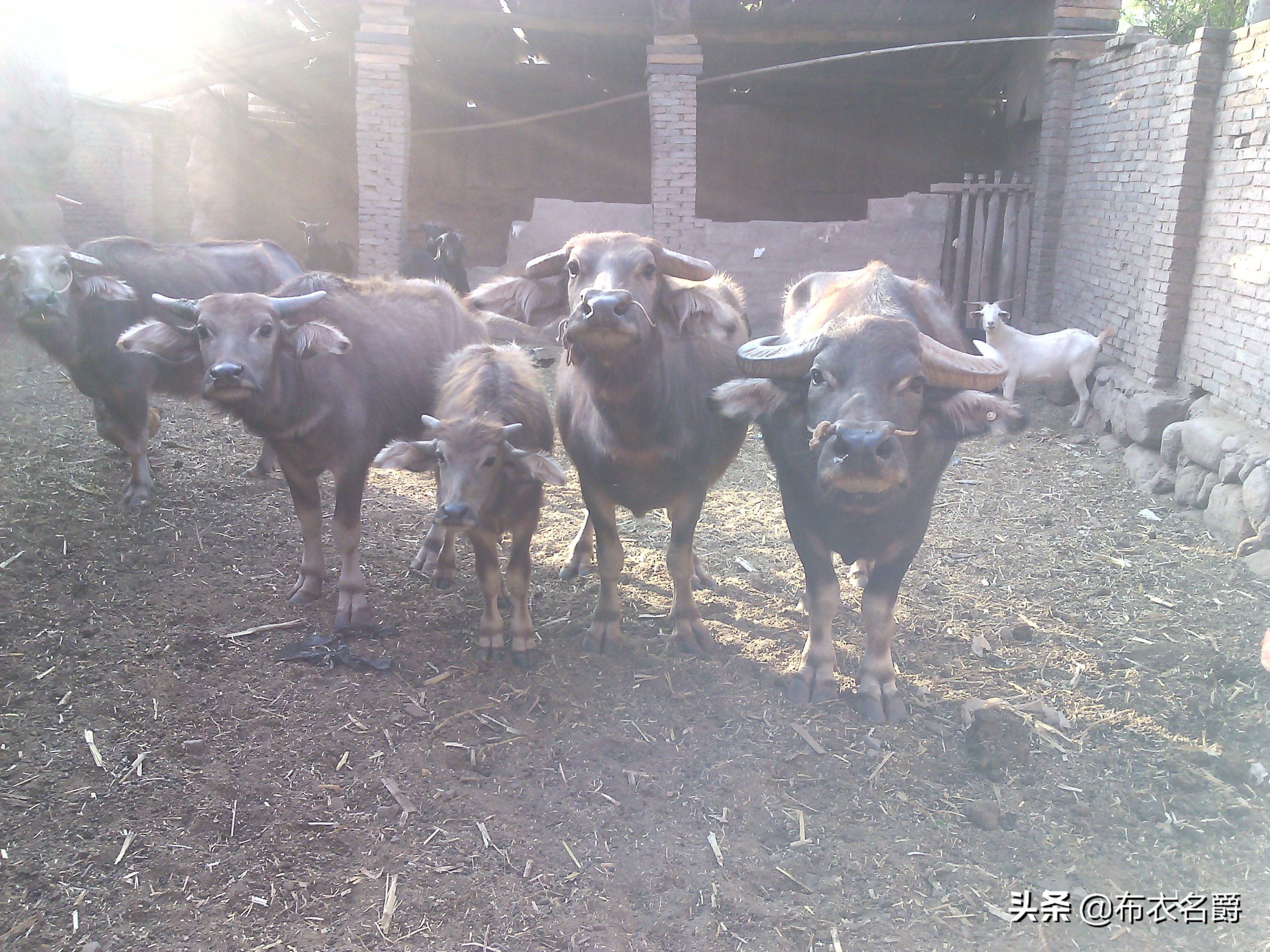 兽医诊疗疾病的思路,兽医全攻略牛病视频讲解