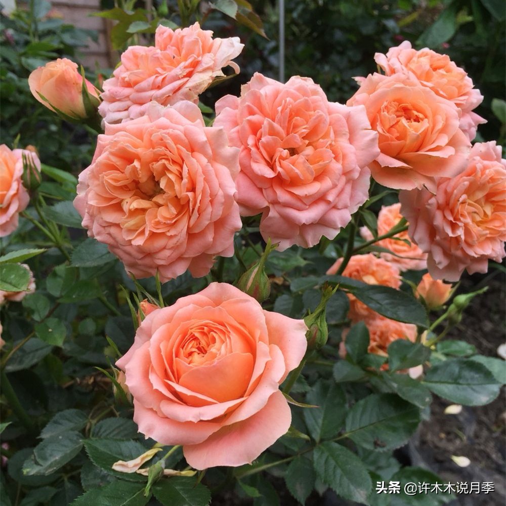 月季红蜘蛛紧急处理,月季红蜘蛛怎么预防