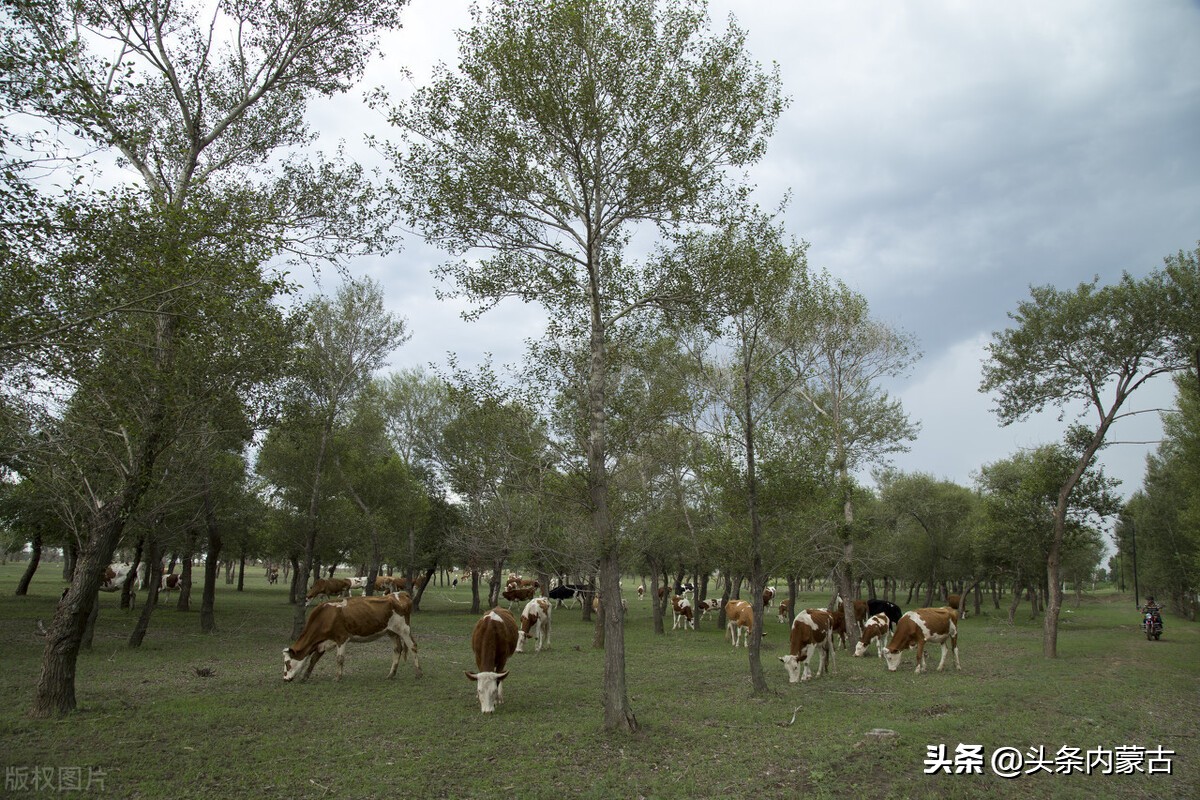 内蒙古黄牛之乡新闻,黄牛之乡科尔沁