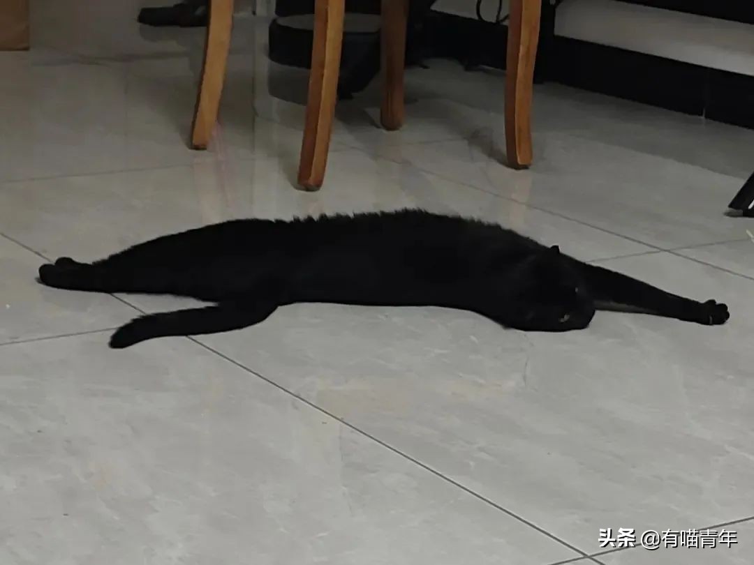 橘猫为什么是魔鬼,橘猫的恐怖之处