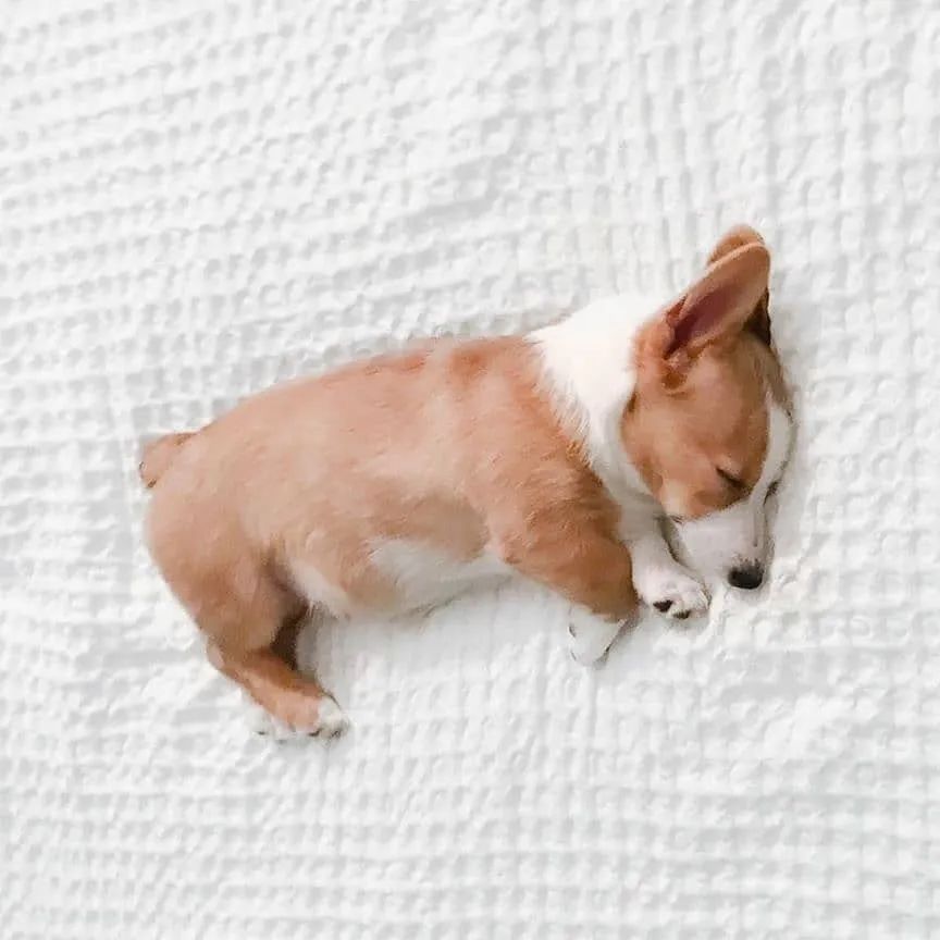 狗狗腿瘸是静养还是适量运动,狗狗关节问题总是反反复复瘸腿