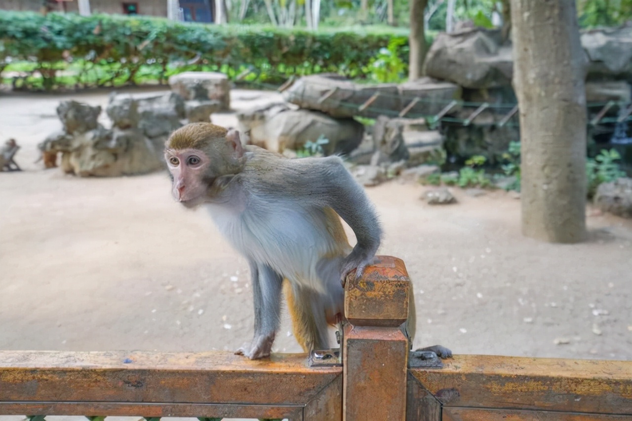 海南陵水猴岛有猴子吗,现在陵水猴岛猴子多不多