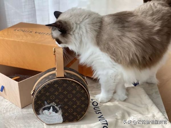 超好看的宠物包,好看又大的宠物包