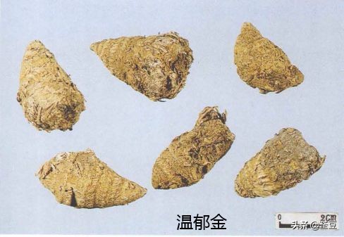 中药材伪品太多，俗有南国神草之称的三七，就有十多种假货