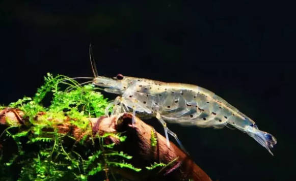 观赏虾适合新手养的虾类品种,观赏虾最好养的是什么品种