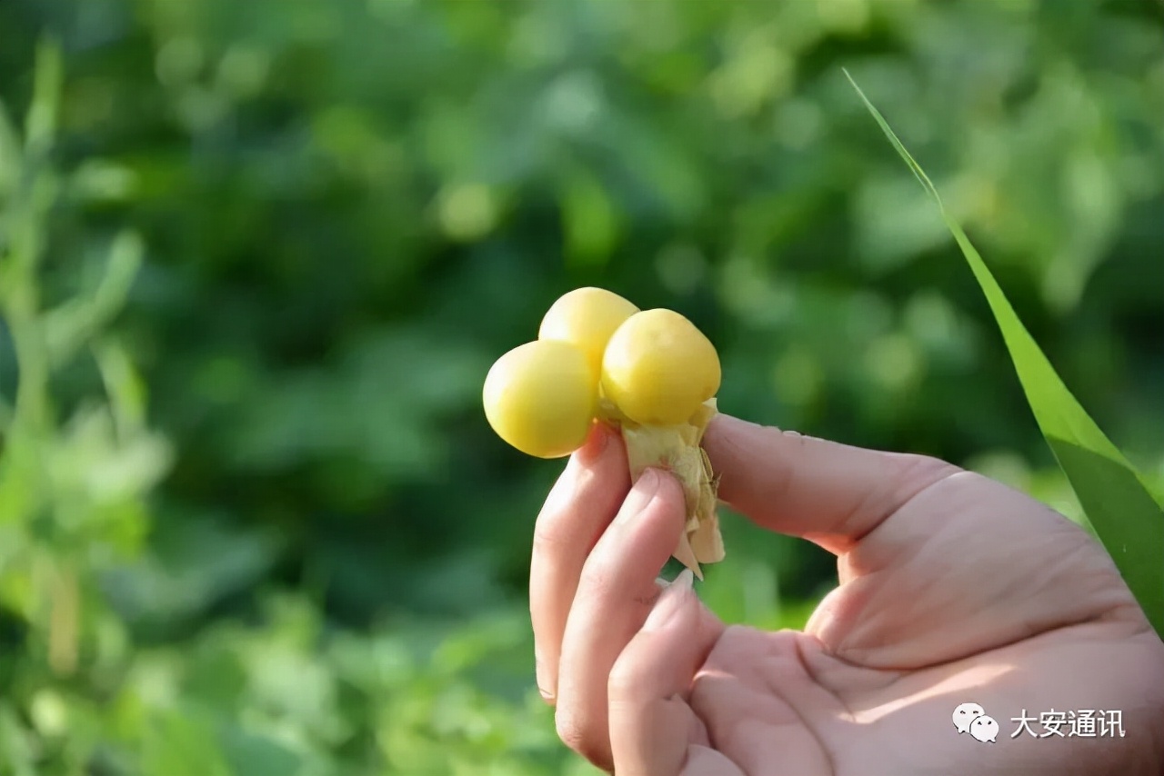 吉林地理标志农产品,吉林省23个国家地理标志农产品