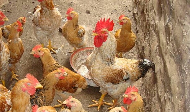 养殖业三年无息创业贷,养殖业无息贷款怎么申请