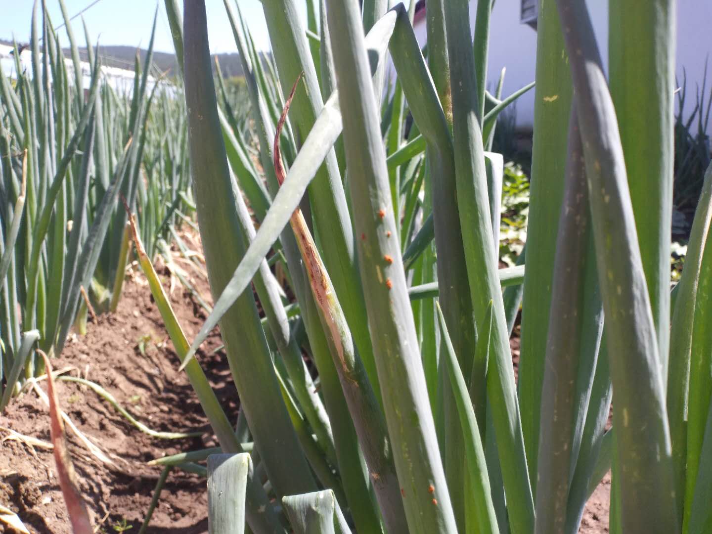 大葱红锈病是怎么回事,大葱有黄锈病怎样治