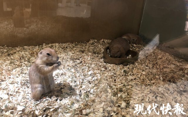 小浣熊养起来,小浣熊鼠怎么家养