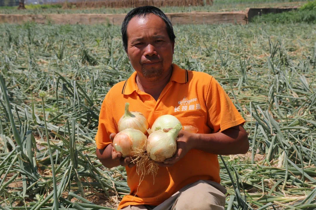 300吨洋葱滞销菜农急盼销路,求助洋葱滞销种植户盼客商