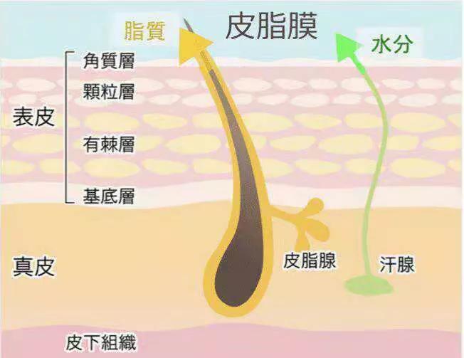 怎么解决糟心的黑头,怎么才能看清楚自己脸上的黑头