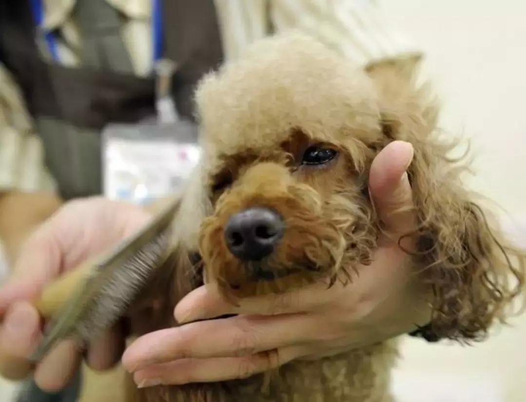 为什么狗狗一到宠物店就老实,宠物店遇到不听话的狗会打吗