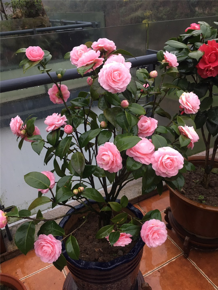 十月养什么盆栽最好,十月养这6种花建议穷养