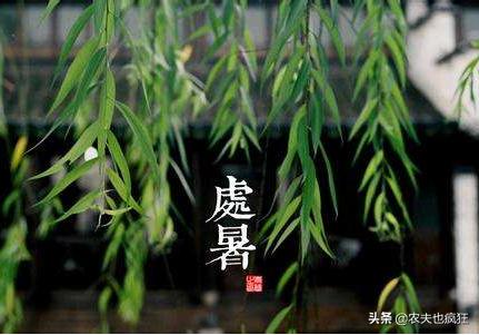 处暑早处暑好还是晚处暑好,处暑下雨愁死人啥意思