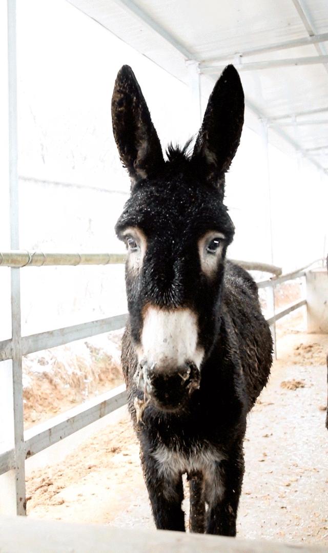 南海有间专注食驴肉的爆抵农庄，人均40元叹全驴宴