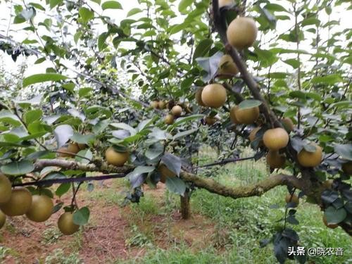 农业种植致富项目加盟,农业种植项目怎么样