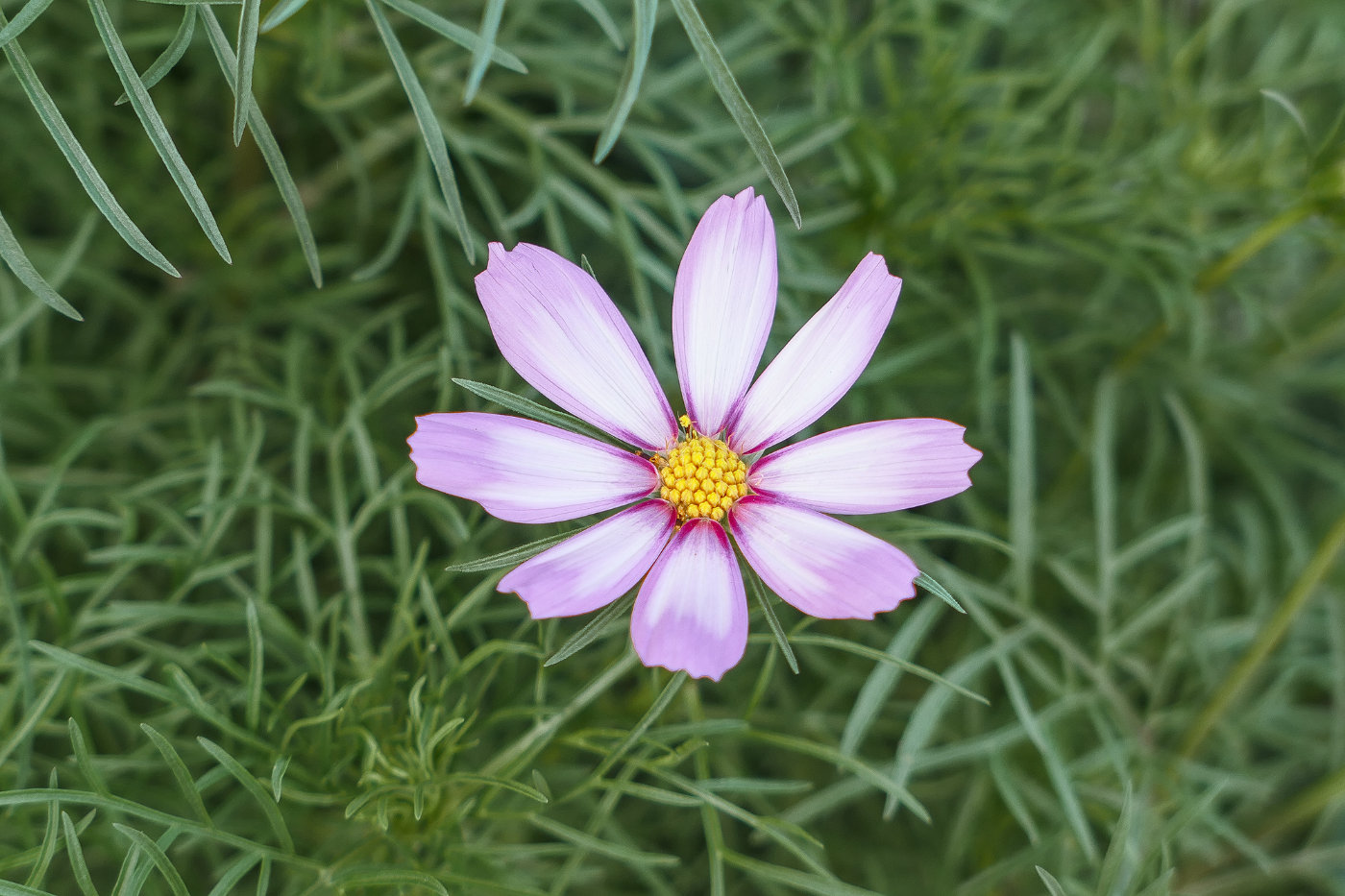 松下街拍视频,松下lx10翻新